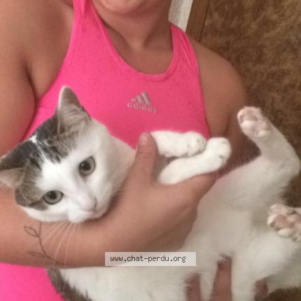 Photo 1/1 Mia Chat lost in Agonac