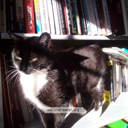 Photo 1/1 Lili Chat lost in Remilly