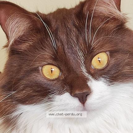 Photo 1/1 Gringo Chat lost in Mandelieu la napoule