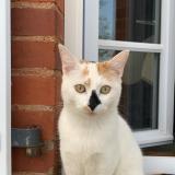 Picture of cat lost at Pampelonne