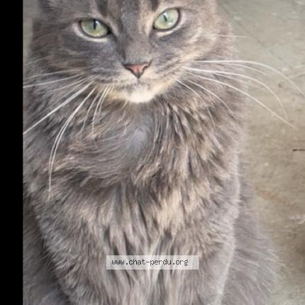 Photo 1/1 Mia Chat lost in Montpellier