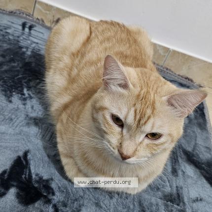 Photo 1/1 Amber Chat lost in Toulouse