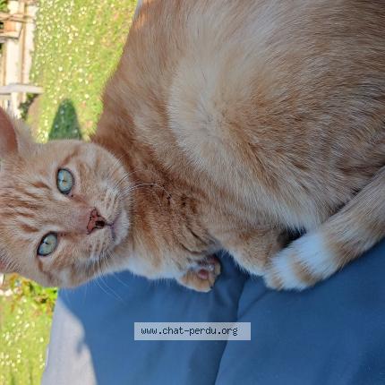 Photo 1/1 Hélios Chat lost in Les montils