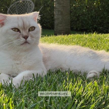 Photo 1/1 COCO Chat lost in Prangins