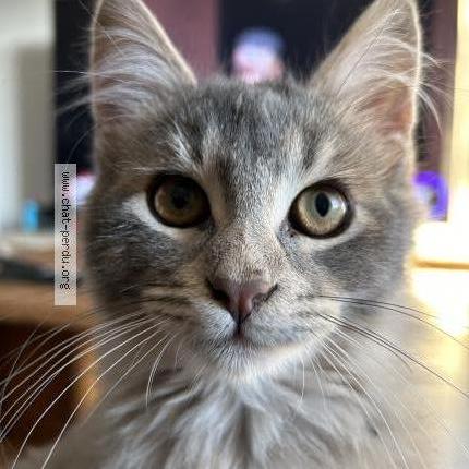 Photo 1/1 petit bout Chat lost in Venejan