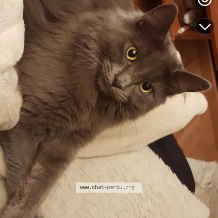 Photo 1/1 Xantza Chat lost in Jatxou