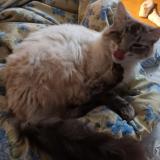 Picture of cat lost at Mas Grenier