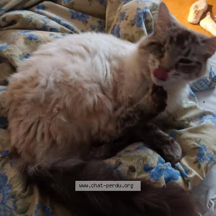 Photo 1/1 Cat reunited Lost in Mas grenier