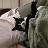 Picture of cat lost at Herimoncourt