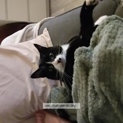 Photo 1/1 Cat reunited Lost in Herimoncourt