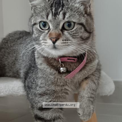 Photo 1/1 Toastinette Chat lost in Aire sur la lys