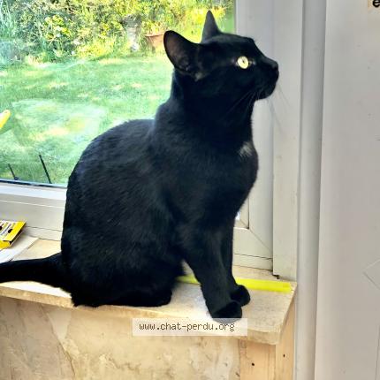 Photo 1/1 Kiki Chat lost in Tilff