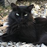 Picture of cat lost at Tillieres