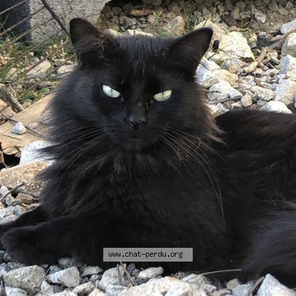 Photo 1/1 Hermione Chat lost in Tillieres