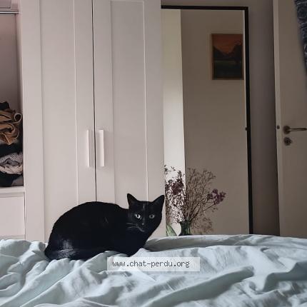 Photo 1/1 Callie Chat lost in Rennes