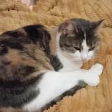 Picture of cat lost at 4040 Herstal