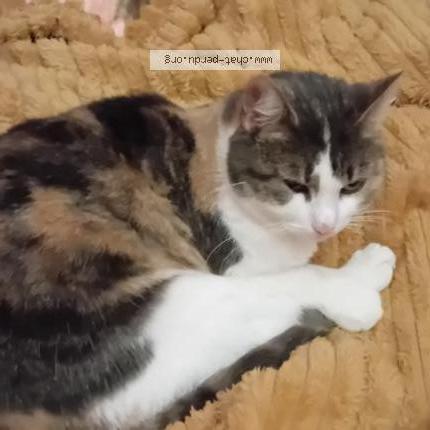 Photo 1/1 GERARD Chat lost in 4040 herstal