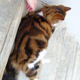 Picture of cat found at Neuilly Crimolois