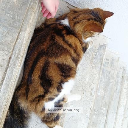 Photo 1/1 Found cat Found in Neuilly crimolois