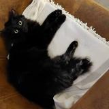 Picture of cat lost at Savigny