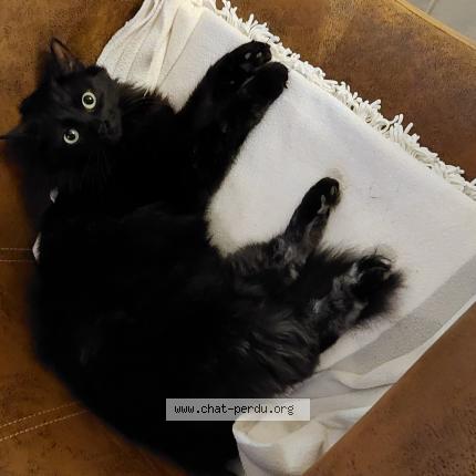 Photo 1/1 Luna Chat lost in Savigny