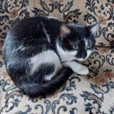 Picture of cat lost at Epinay Sur Seine