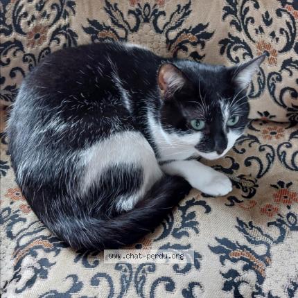 Photo 1/1 Cat reunited Lost in Epinay sur seine