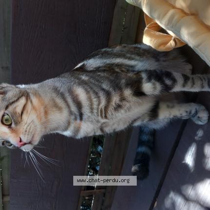 Photo 1/1 Maïa Chat lost in La seyne sur mer