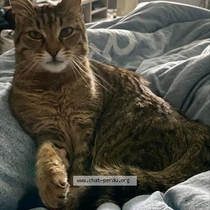 Photo 1/1 Tamara Chat lost in Gumbrechtshoffen