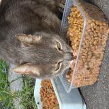 Picture of cat found at Stains