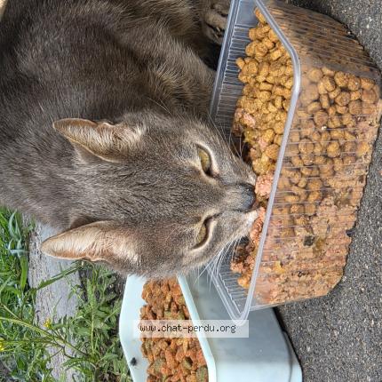 Photo 1/1 Found cat Found in Stains