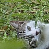 Picture of cat found at Stains