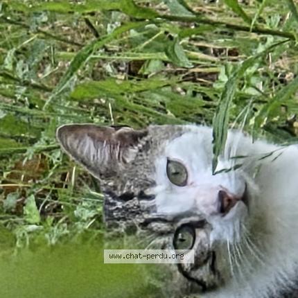 Photo 1/1 Found cat Found in Stains