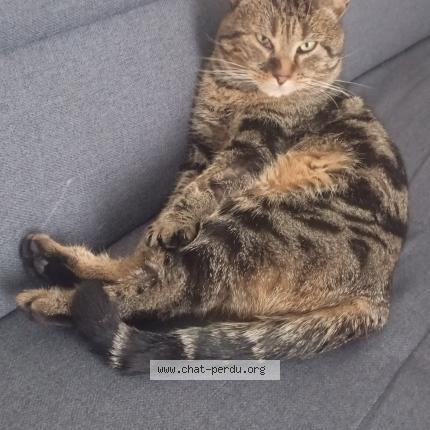 Photo 1/1 Charlie Chat lost in Nevers