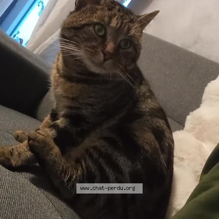 Photo 1/1 Charlie Chat lost in Nevers