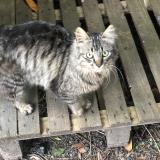 Picture of cat found at Corbeil Essonnes