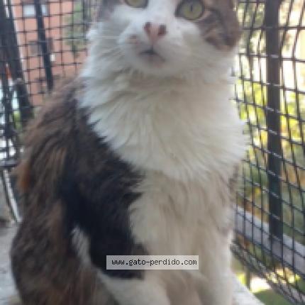 Photo 1/1 Rayo Chat lost in Vicente lopez olivos