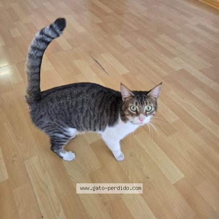 Photo 1/1 Found cat Found in Antofagasta