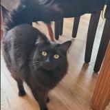 Picture of cat lost at Elesmes