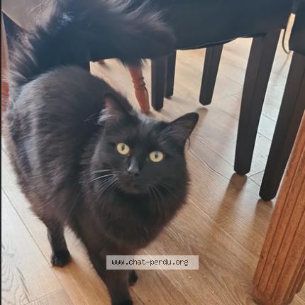 Photo 1/1 Maya Chat lost in Elesmes