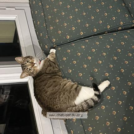 Photo 1/1 Mimiche Chat lost in Roye sur matz