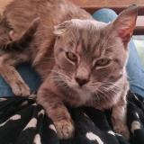 Picture of cat lost at Franqueville St Pierre