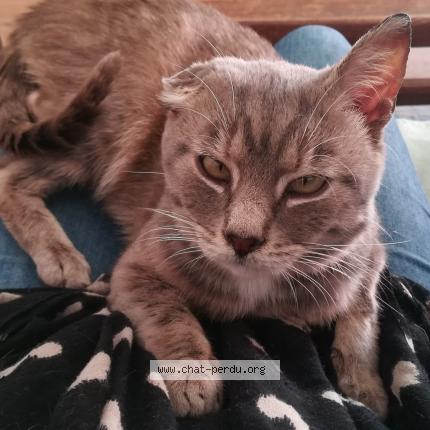 Photo 1/1 Cat reunited Lost in Franqueville st pierre