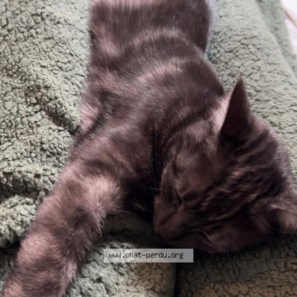 Photo 1/1 Gaufrette Chat lost in Garchizy