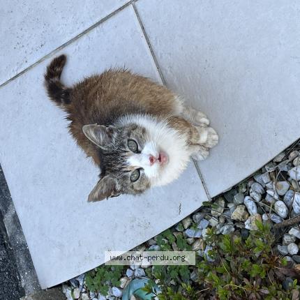 Photo 1/1 Found cat Found in Tarnos