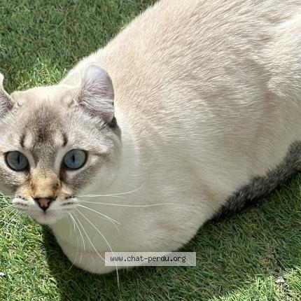 Photo 1/1 Yuna Chat lost in Gattieres