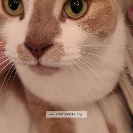 Photo 1/1 Lucas Chat lost in St hubert