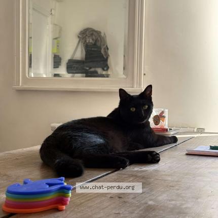 Photo 1/1 H&eacute;lios Chat lost in Bordeaux