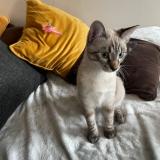 Picture of cat lost at Mailly Maillet