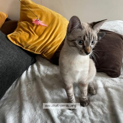 Photo 1/1 Louloutte Chat lost in Mailly maillet